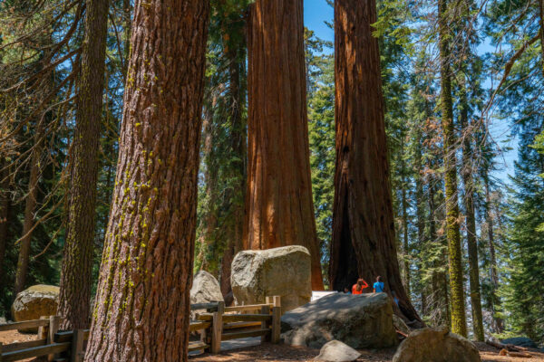 Visalia - Giant Sequoias
